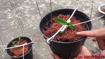 Cách tôi cắt và ghép ki phi điệp thật đơn giản || Phong lan rừng TV