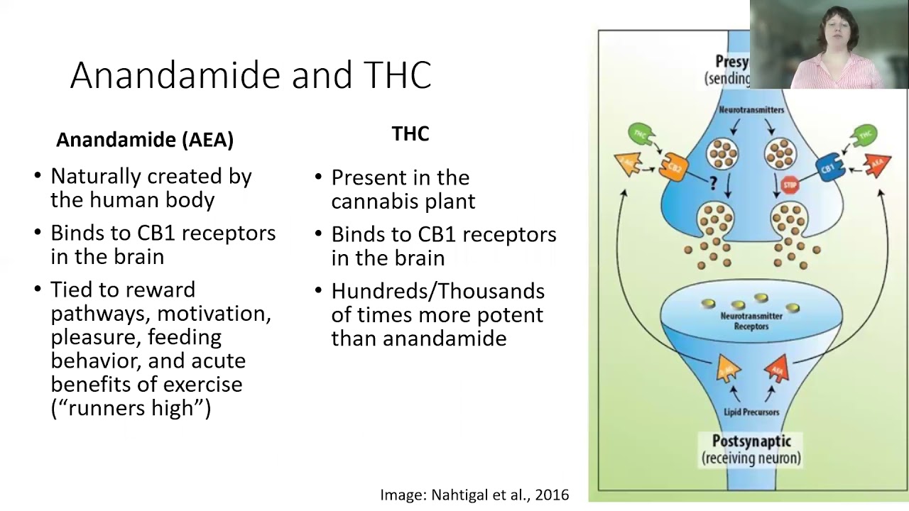 Cannabis Use During Pregnancy and Lactation