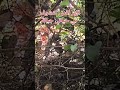 اكبر افعى ب جبالة Explorepage Fypage Fypシ Viral Foryoureels Funny Animals Trending Usa Fyp اكبر افعى ب جبالة Explorepage Fypage Fypシ Viral Foryoureels Funny Animals Trending Usa Fyp