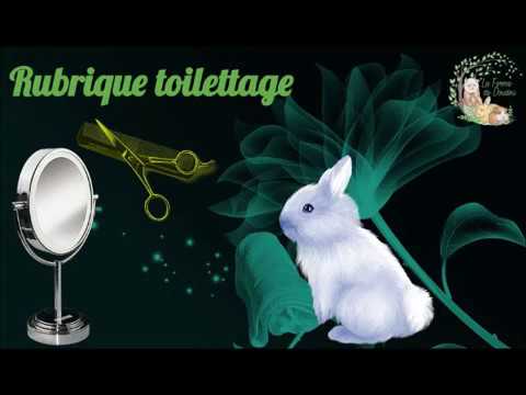 Vidéo: Comment toiletter votre lapin: Un guide complet