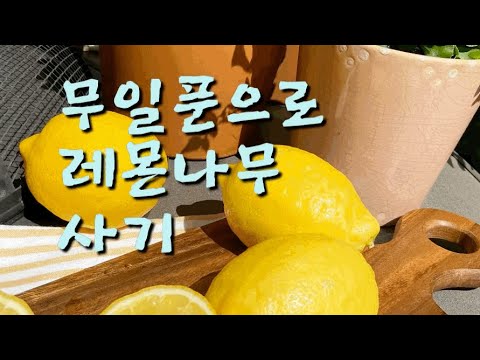 [켈리식물원 Good Life] 집에서 레몬나무 키우기, 씨앗에서 발아까지,How to Grow a Lemon Tree From Seed