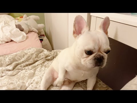 久々のコネリンチョで気合十分!!!!!【フレンチブルドッグ frenchbulldog】