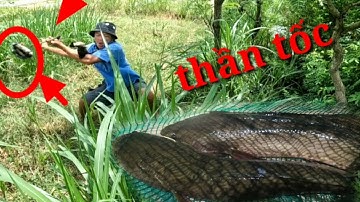 Câu cá lóc, câu cá ở chỗ huyền thoại vẫn lên hàng ngon