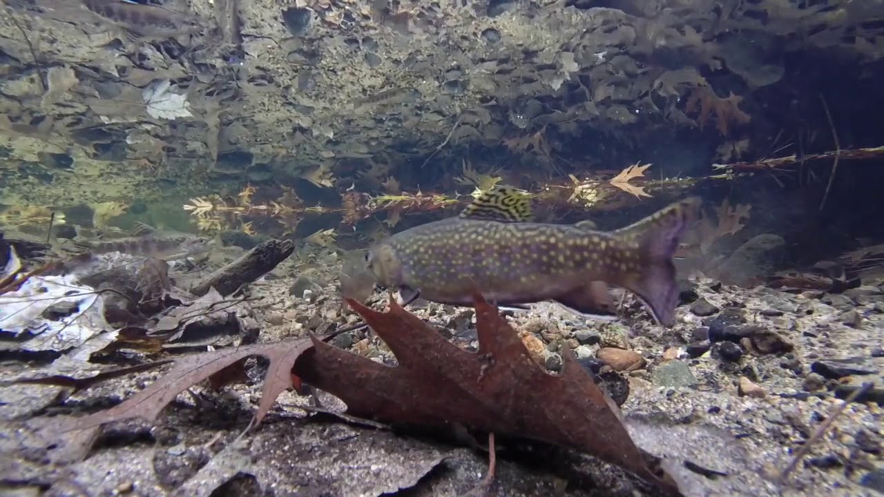 Pine Brook Trout Presentation