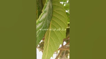 سوره الكهف بصوت الشيخ ماهر المعيقلي حفظه الله