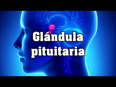 Video: Cómo estimular su glándula pituitaria (con imágenes)