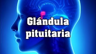 Glándula pituitaria