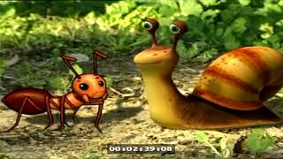 Bay Salyangoz Salyangoz