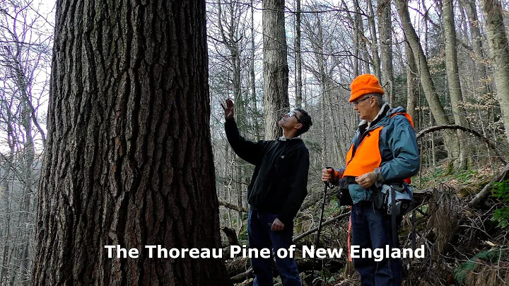 The Thoreau Pine of New England