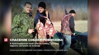 В Краснодарском крае спасли собаку, которая надолго застряла на острове В Краснодарском крае спасли собаку, которая надолго застряла на острове