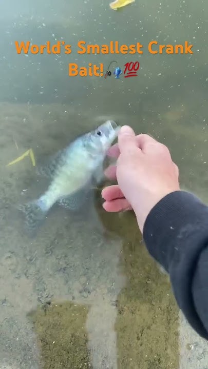 music-song-country-ohio-fishing-fyp-crappie-worlds-smallest