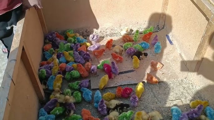 Yapon fetish porno video Ob-havo taqdimotchisi bilan onlayn porno