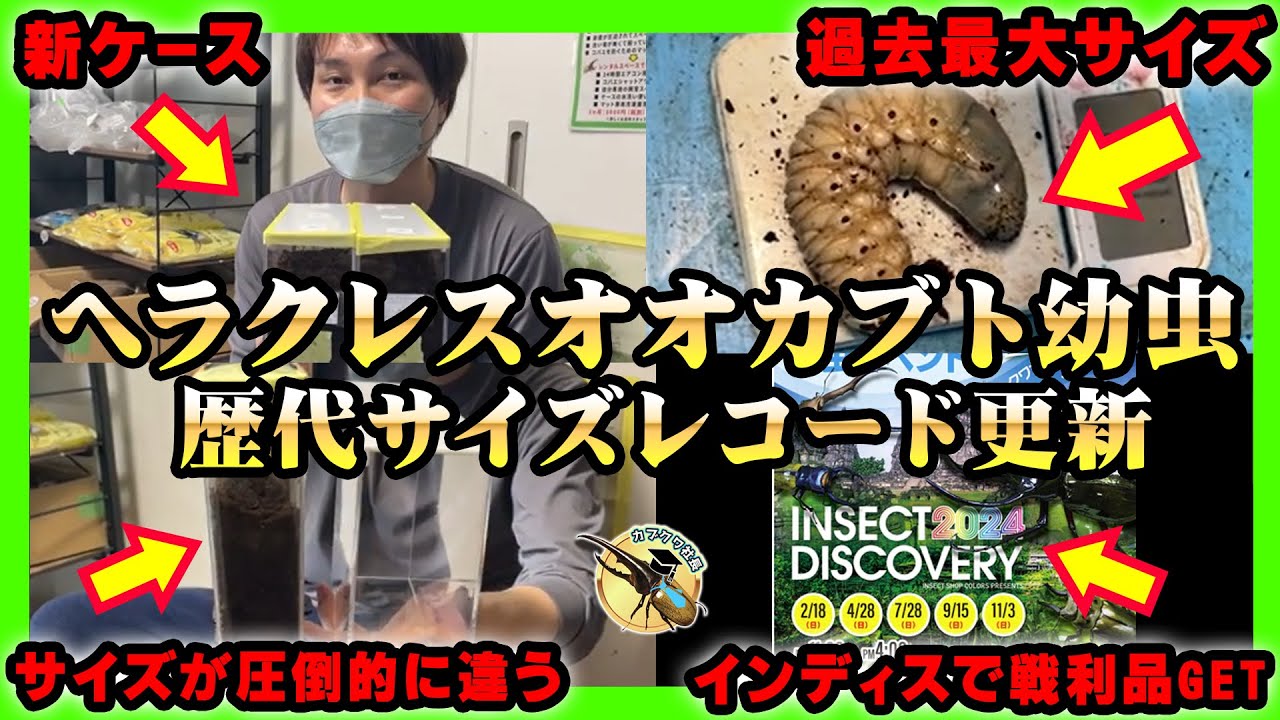 New Record] This Hercules Beetle larva has grown into a total