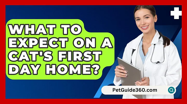 What To Expect On A Cat's First Day Home? - PetGuide360.com
