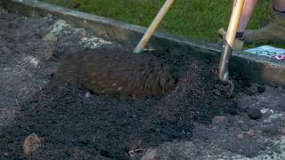 Guide To Healthy Soil With Richgro