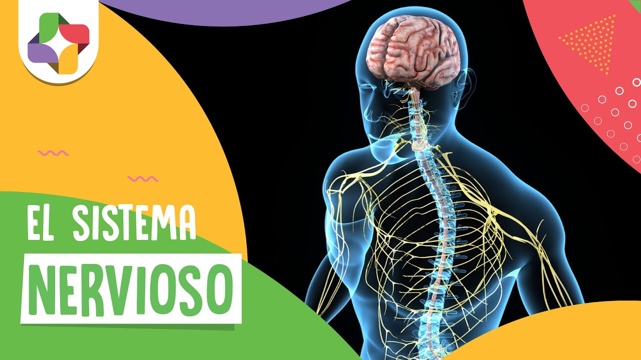 El sistema nervioso - Biología - Educatina - thptnganamst.edu.vn