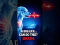 A Dog Lick… Then Organ Failure. (SEPSIS)