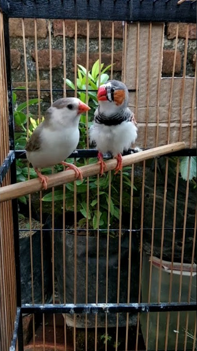 ZEBRA FINCH JANTAN SEDANG MENGGODA BETINANYA #breeding #zebrafinches #finch