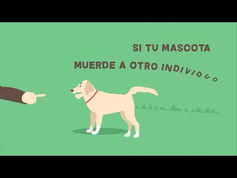 Solo Para mascotas : Problemas en el comportamiento