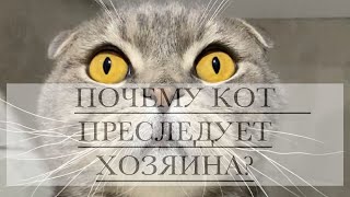 ПОЧЕМУ КОТ ПРЕСЛЕДУЕТ ХОЗЯИНА?