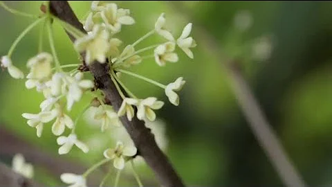 Qual a origem da flor jasmim?