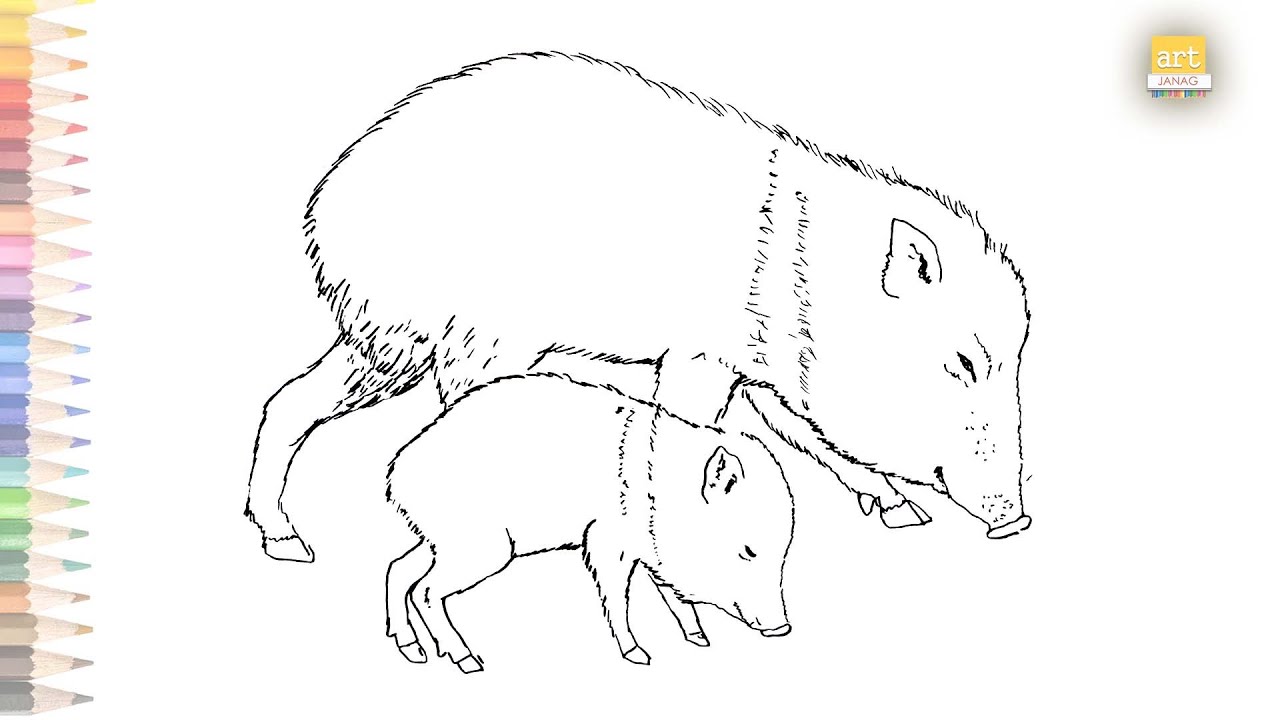 Collared Peccary pig drawing How to draw Collared Peccary step by