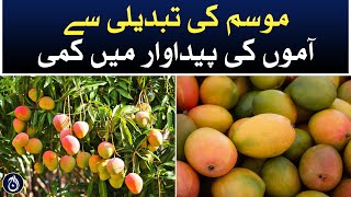 Decline in mango production due to climate change - Aaj News