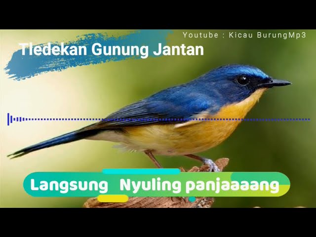 Suara burung Tledekan gacor ngerol | Kicau Burung Mp3 class=