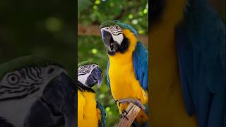 Accl portal Week : 4Day: 133 Topic Learning Through Layers The Importance of Animal Anatomy studies