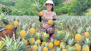 Harvest the pineapple garden and clean the garden house with weeds