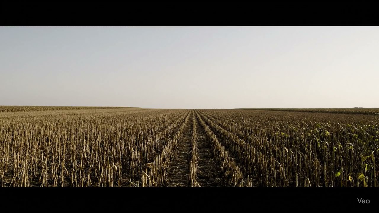 🐝 What if all insects disappeared? 