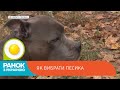Як вибрати песика: якої породи собака підійде всій родині | Ранок з Україною