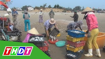 Ngư dân Thanh Hóa trúng đậm cá trích | THDT