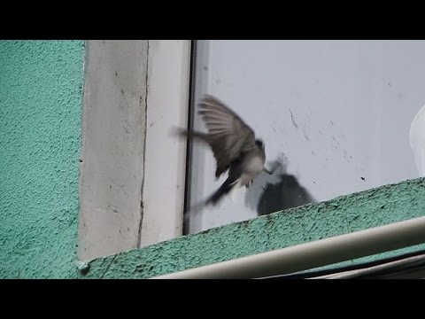Видео: Почему трясогузки летают в окна?