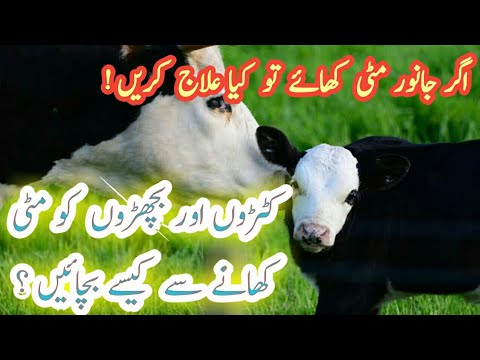 Deworming in Cattle calves | کٹڑوں اور بچھڑوں کو مٹی کھانے سے کیسے بچائیں