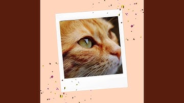 Scintillating Jazz Trio - Vibe for Cat Soothing