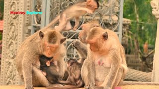 Very lovely & adorable 3 baby monkeys Haaland, Santos & PeyPey playing around their moms.