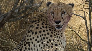Cheetahs and vultures on an Impala