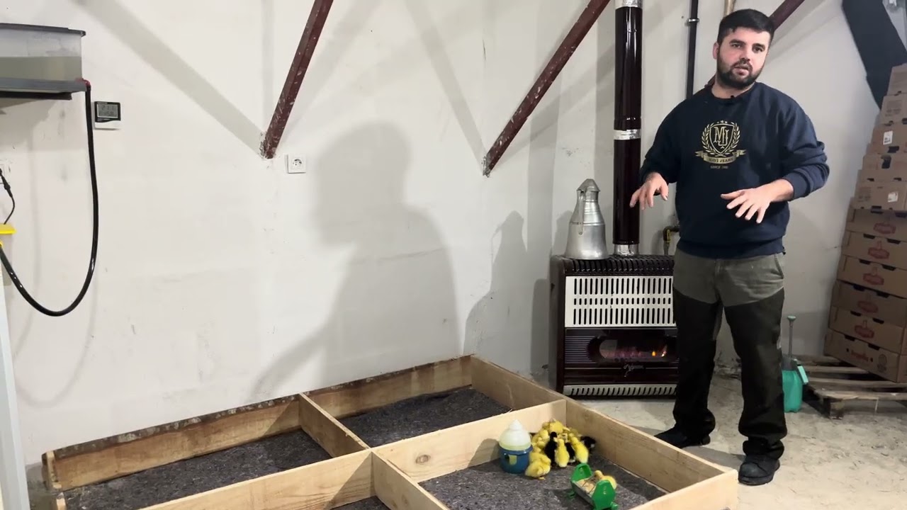 Kaz yavrusu ana kucagı yapımı ve yavru bakımı nasıl olmalı 