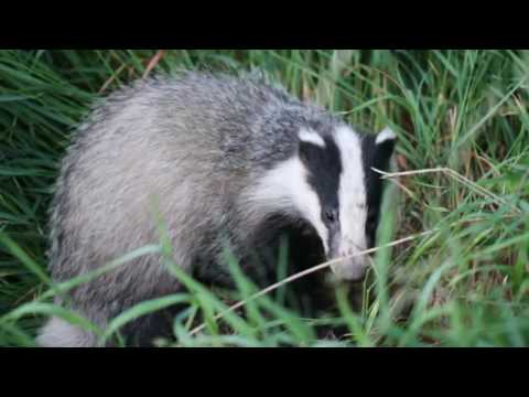 Video: Hvornår Er Grævlingjagt Tilladt?