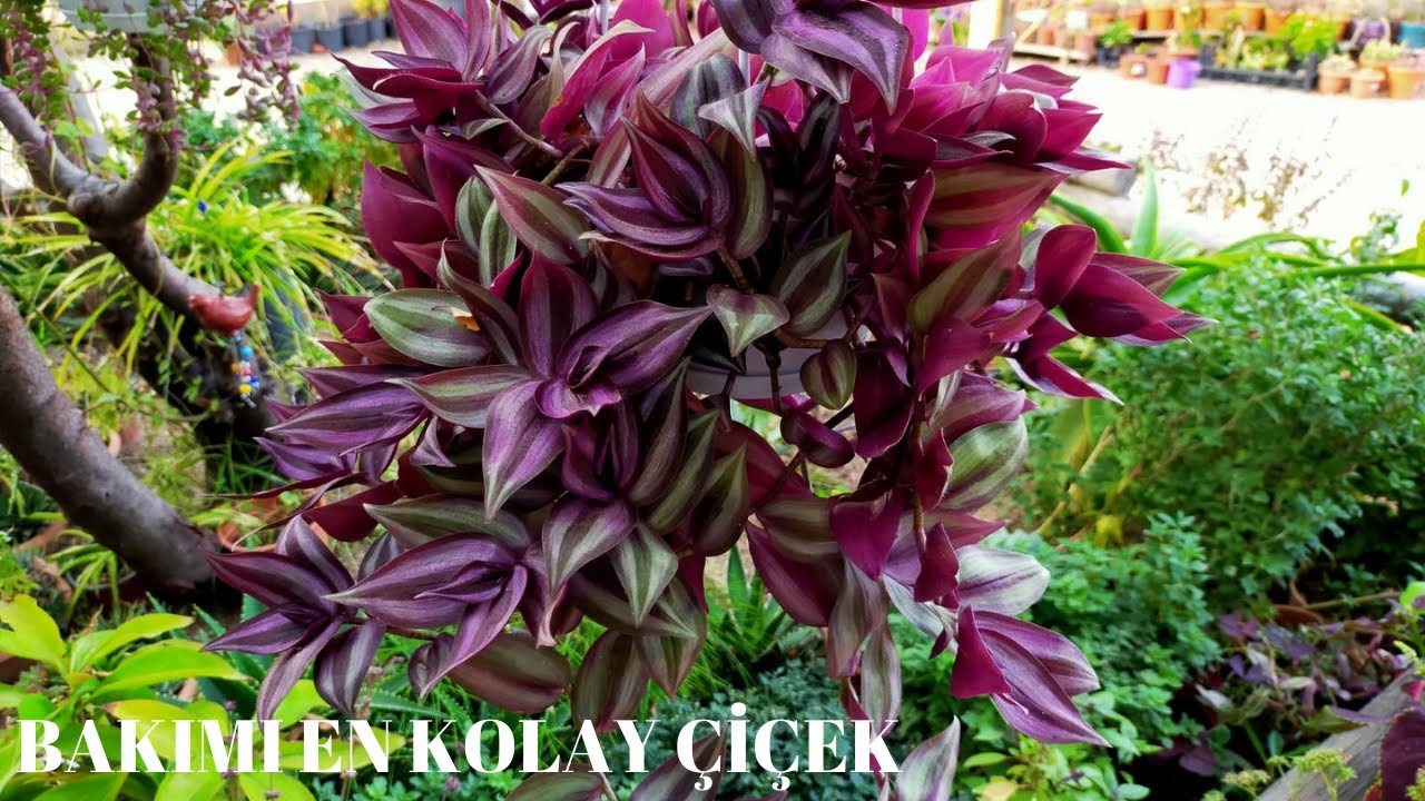 Telgraf Çiçeği Bakımı-Üretimi