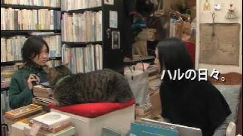 星野真里主演、鈴木卓爾監督『私は猫ストーカー』予告