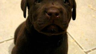 Playful Labrador Retriever Puppies 5 Weeks Old