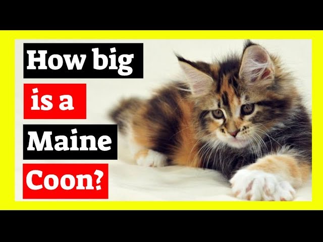 Maine Coon Size - How big is a Maine Coon Cat? class=