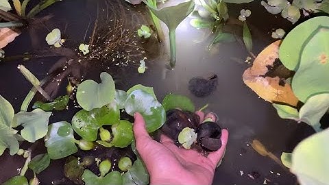 THĂM ỐC LÚC GIỮA ĐÊM TRẠI ỐC NGUYỄN CƯỜNG 0919748192