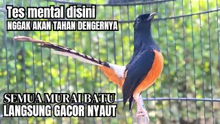 PANCINGAN murai batu GACOR FIGHTER melatih bongkar materi, Jadikan burung cepat bunyi pasti nyaut