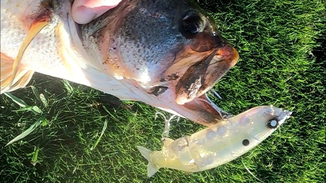 Bass fishing with @DefeatCreekOutdoors 6/15/25