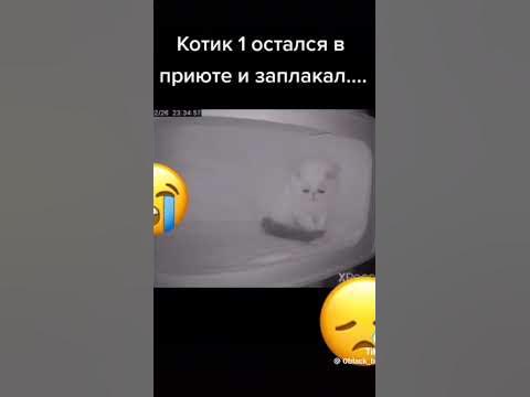 жалко котика - YouTube