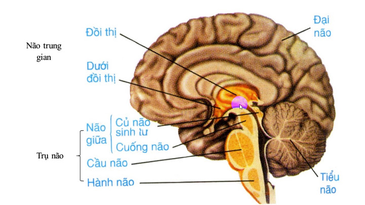 Các bài tập về hệ thần kinh của sinh 8 năm 2024