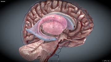 WebGL demo